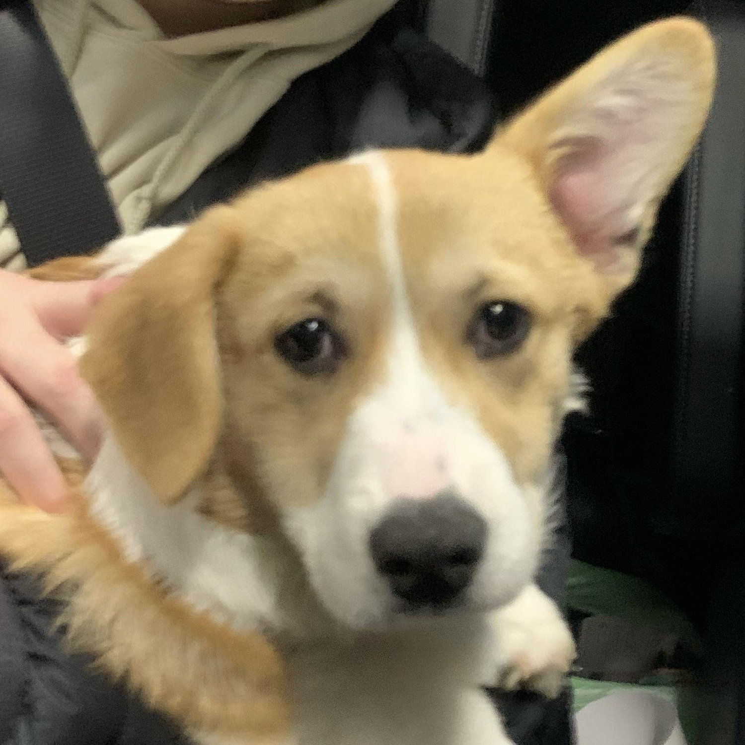 Brought home our second pet, Rex, January 31, 2022.