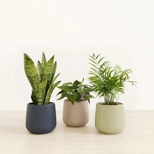 easyplant: Easy-Care Self-Watering Plants