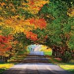 Tunnel of Trees