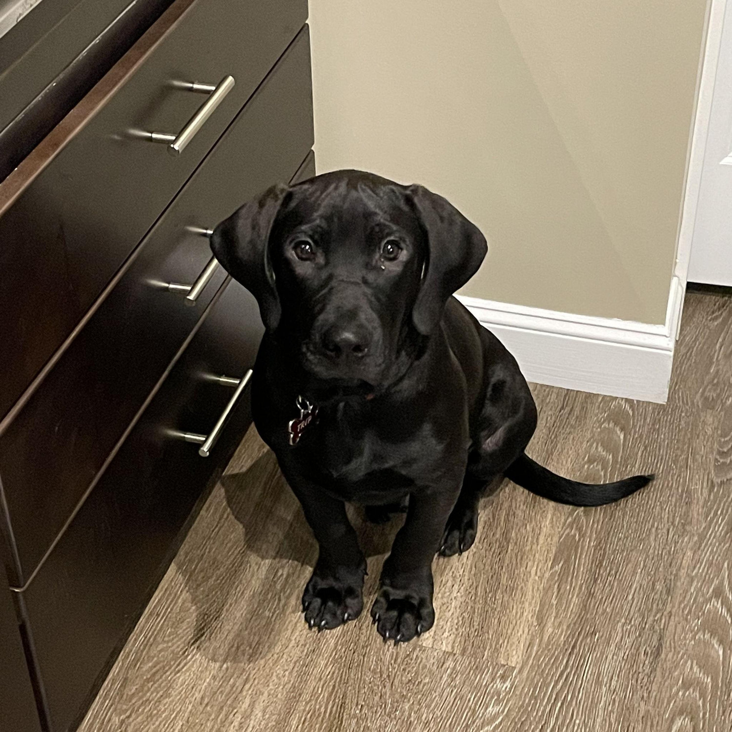 Christmas time when Trip was a few months old.