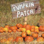 Egg Harbor Pumpkin Patch Festival