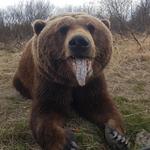 Alaska Wildlife Conservation Center