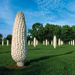 Field of Corn