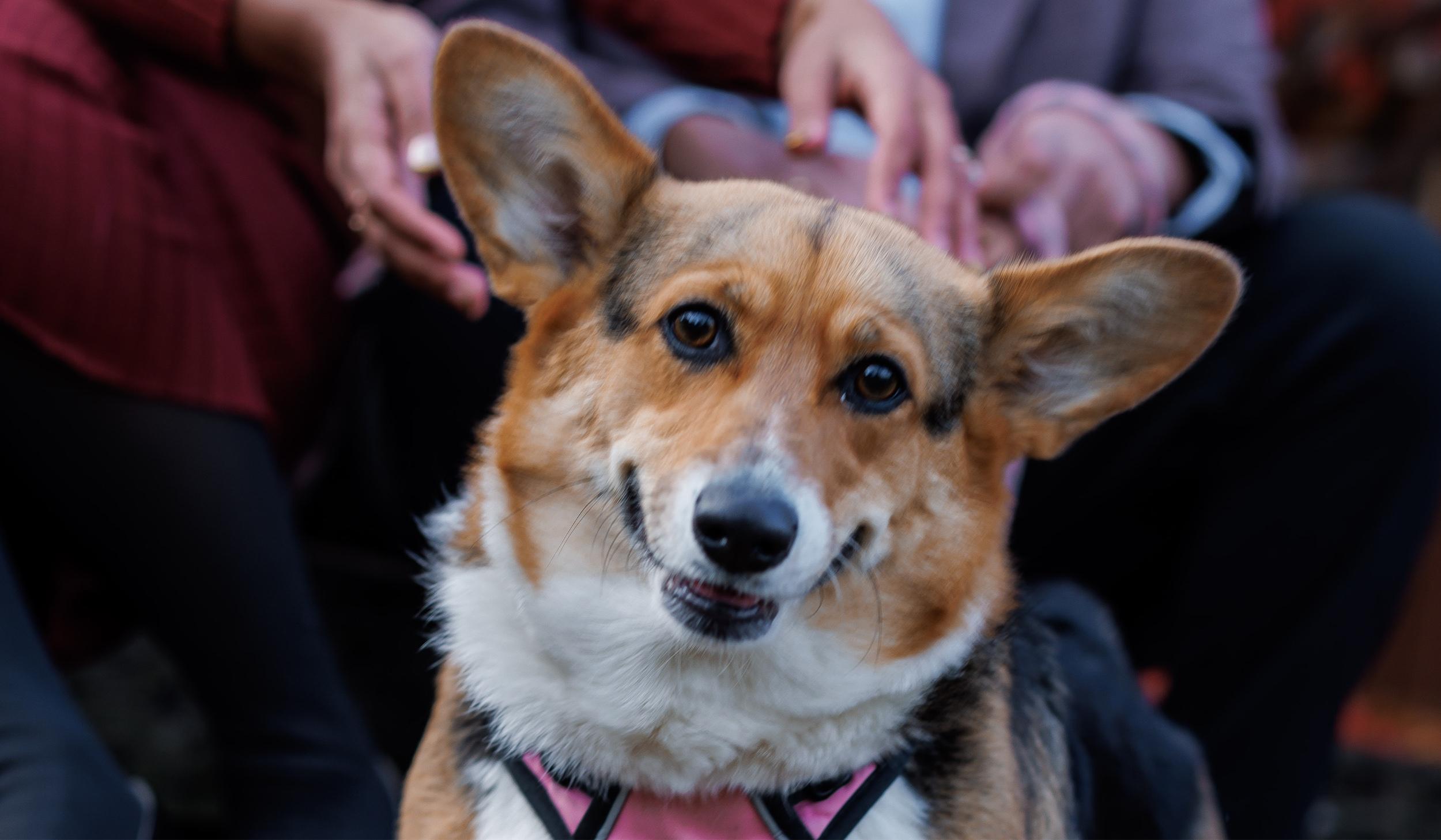 The Wedding Website of Syed Raza and Mayra Shuja