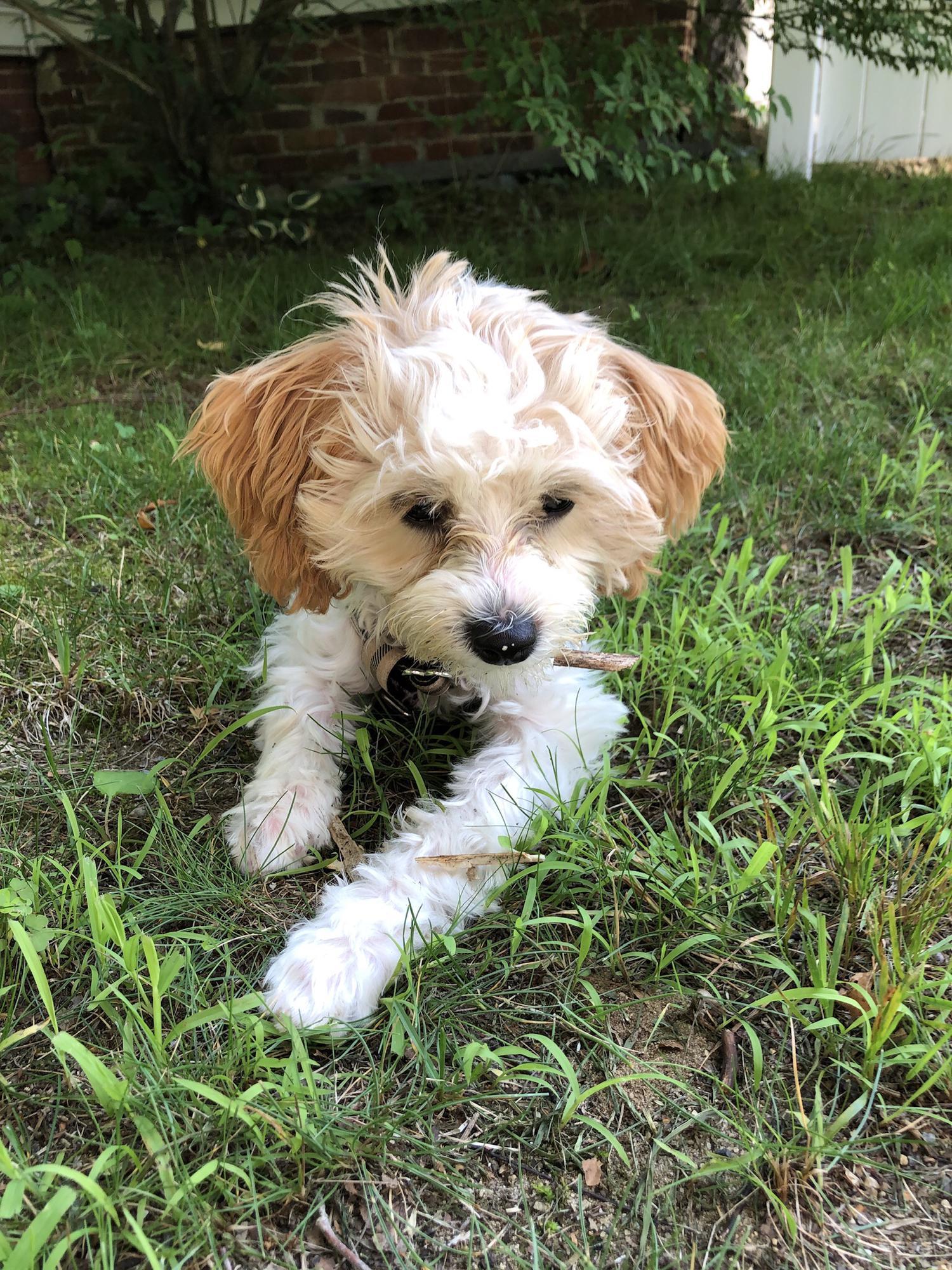 Perdy, the star of the show