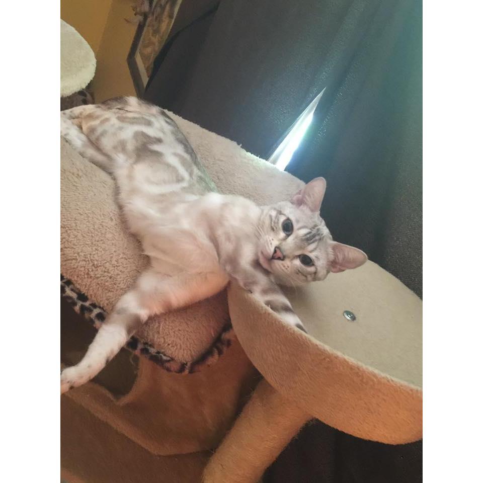 Princess Mew