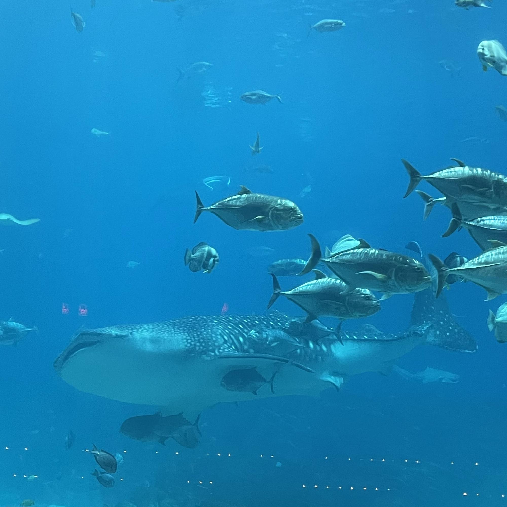A Whale Shark at Georgia Aquarium. 
-03-15-25-