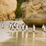 Boulders Beach
