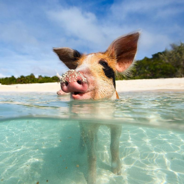 Swimming Pigs Excursion