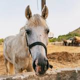 Horseback Riding Tour