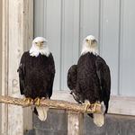 Grey Snow Eagle House