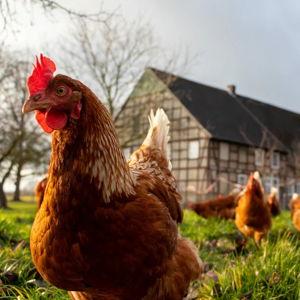 Farm Fund