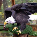 Cascades Raptor Center