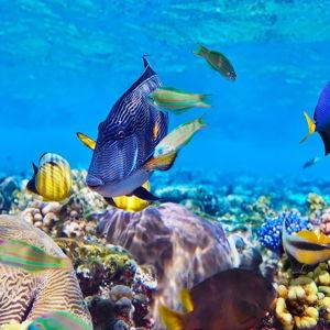 Snorkeling Tour in Zanzibar
