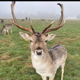 Phoenix Park