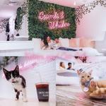 Crumbs & Whiskers | Kitten & Cat Cafe