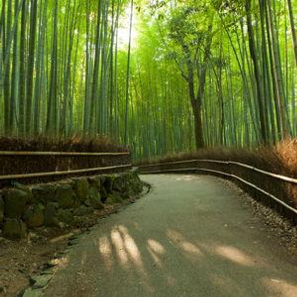Visit Arashiyama Bamboo Grove