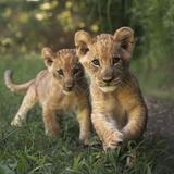 Fort Worth Zoo