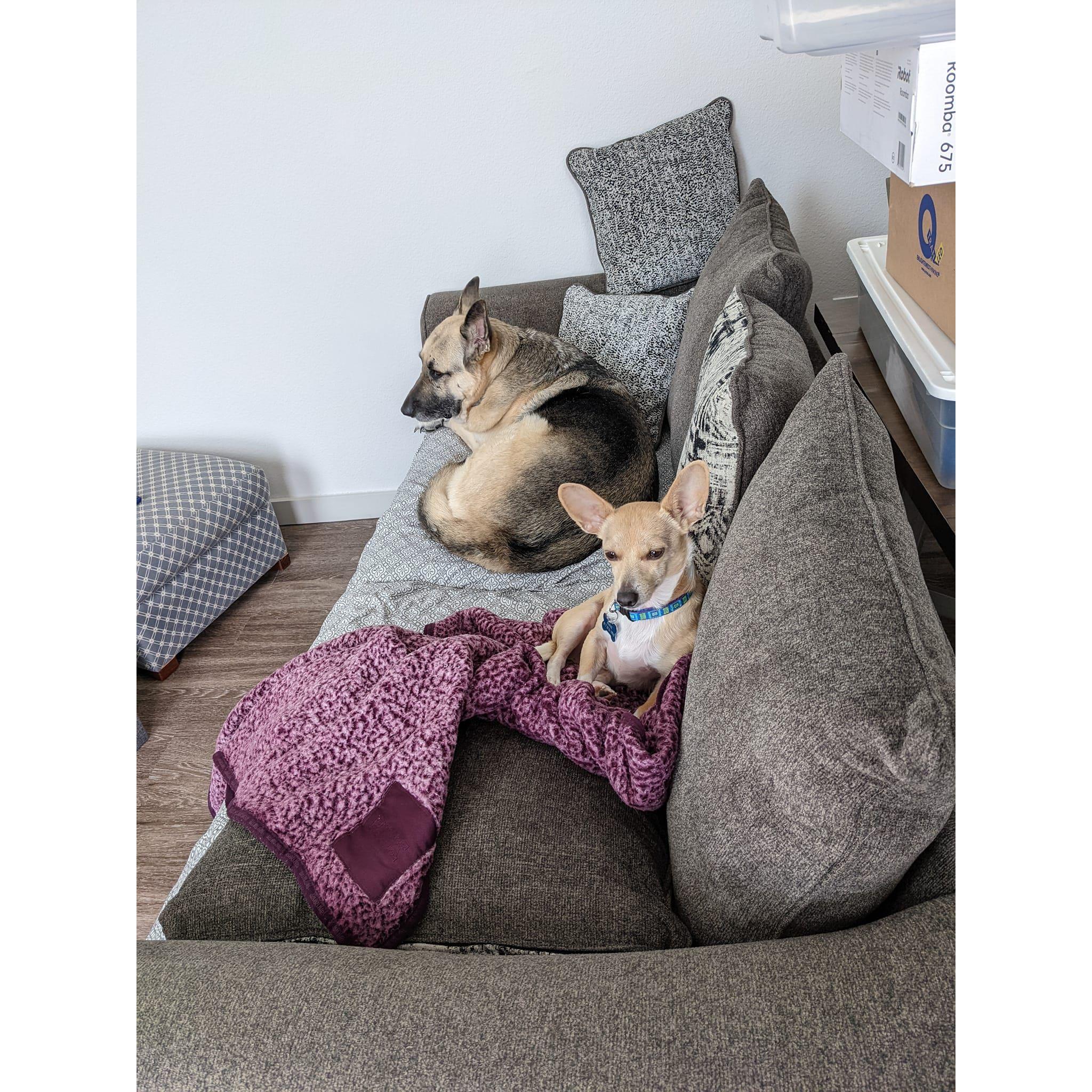 First picture in our Allen apartment | It's so cute when the babies share the couch!!