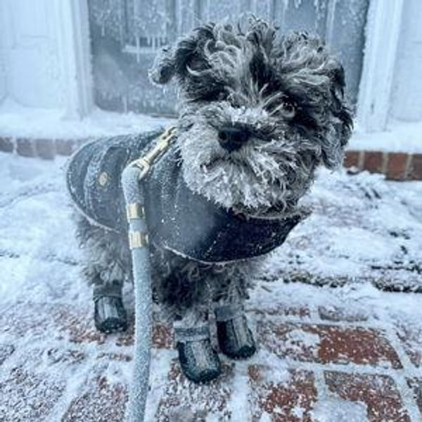 Evie Family Furnace Fund - Prevent Evie's Polar Plunge!