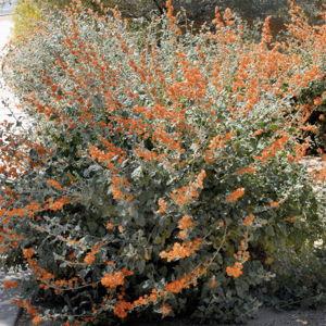 Desert Shrubs- Are you feeling colorful?