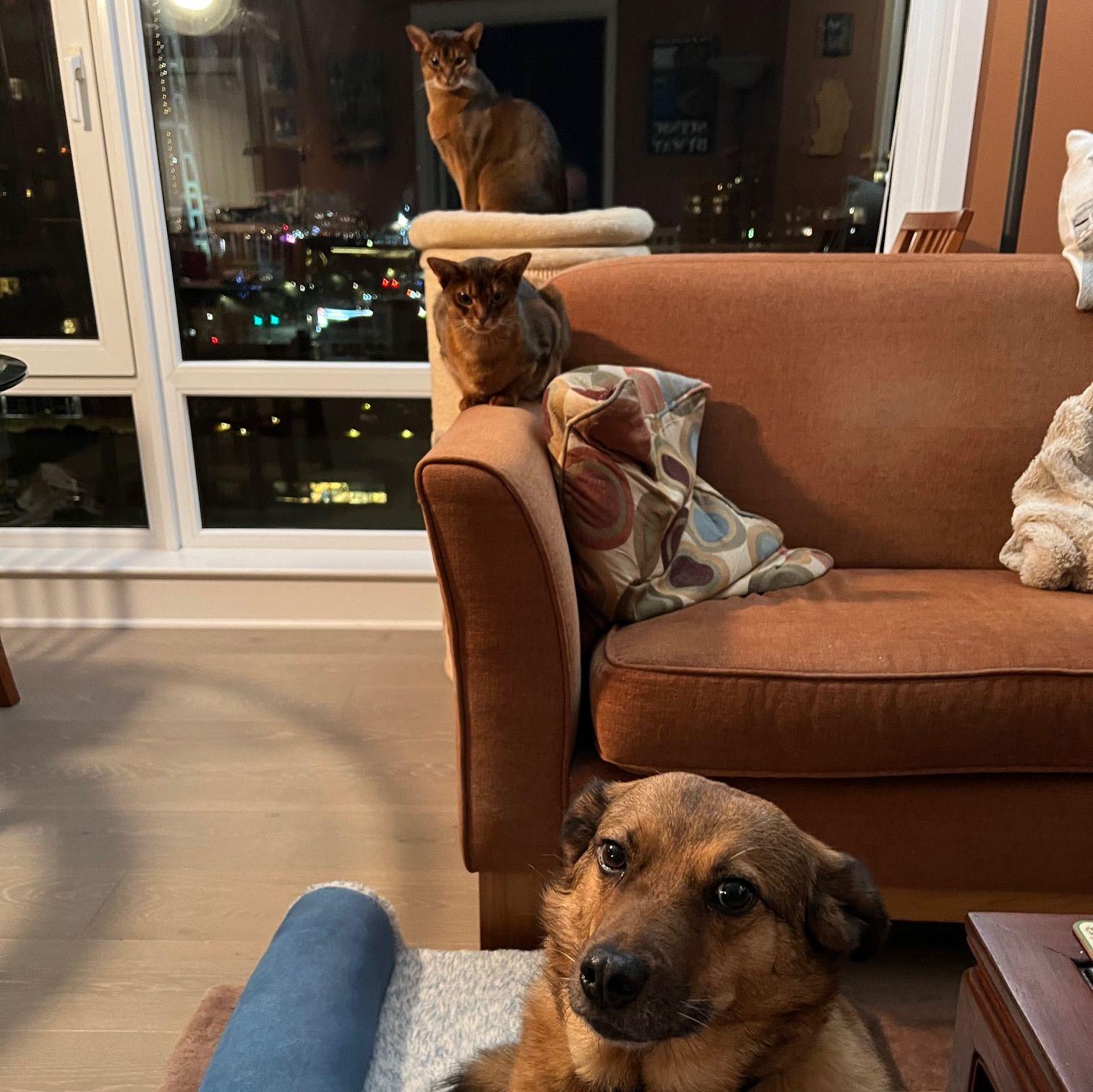 Our fuzzy family, from top to Bottom: Osiris, Bast, and Ruby