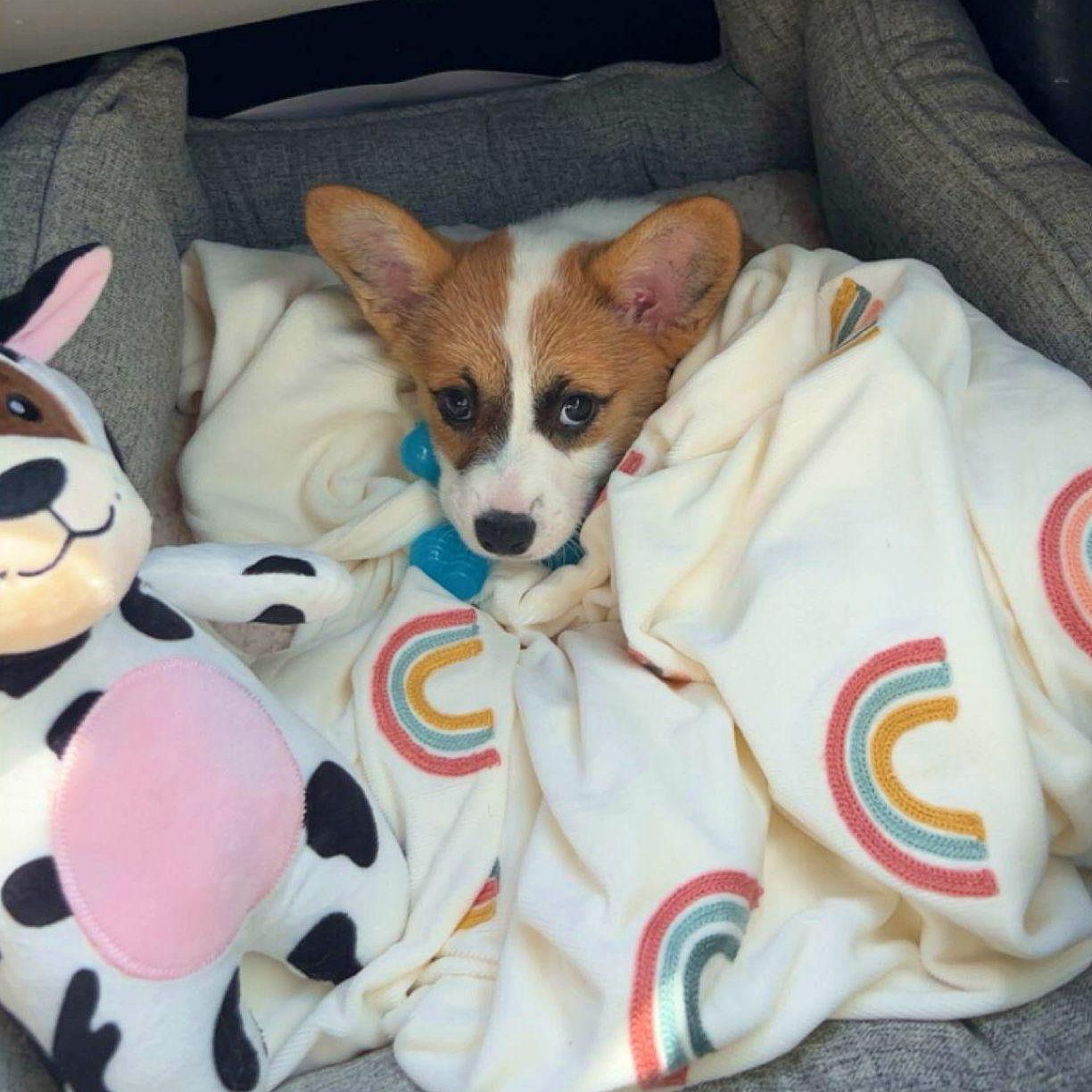 When we first took Bingo home! May 31st 2023 ❤️