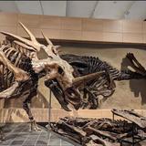Canadian Museum of Nature / Musée canadien de la nature