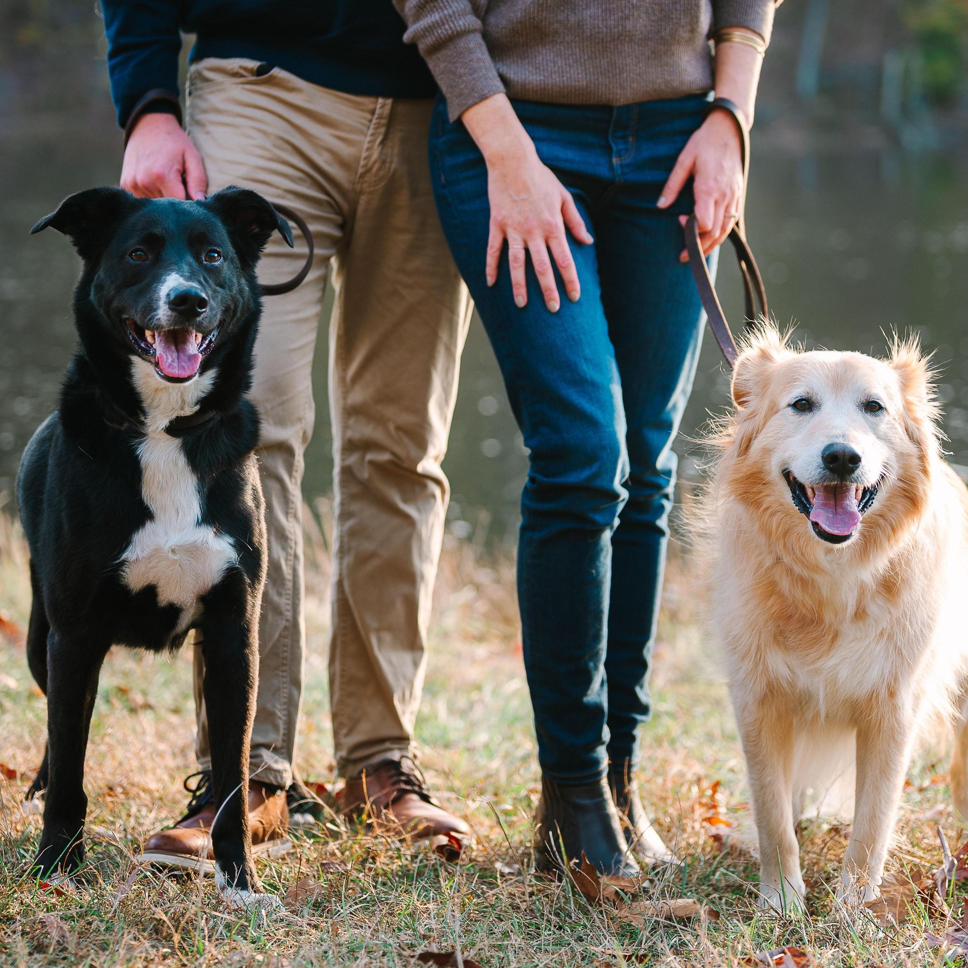 Our fur babies, Brooks & Indy <3