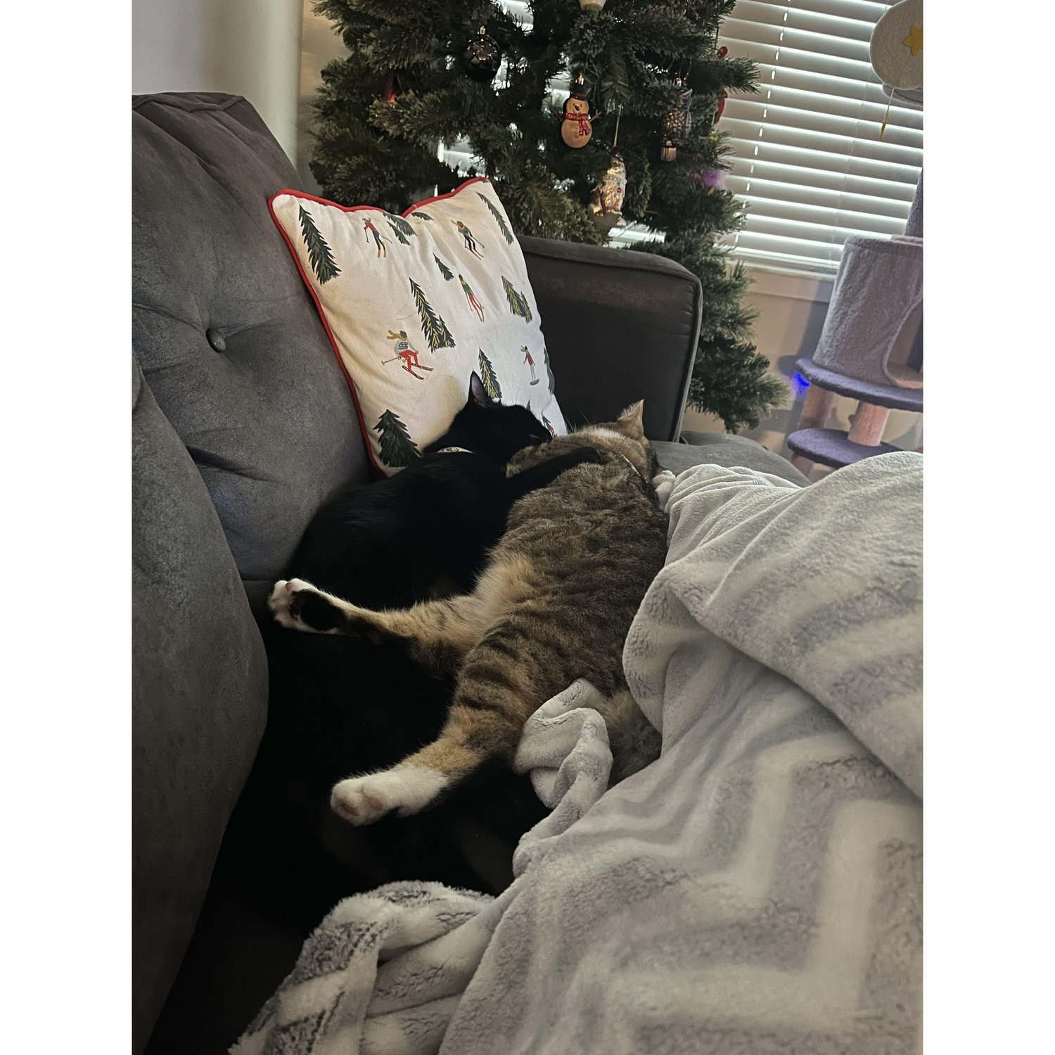 Athena and Hera's first Christmas with us.