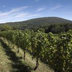 Monticello Wine Trail