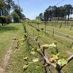Jules J Berta Vineyards