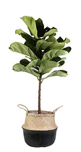 Costa Farms Live Ficus Lyrata, Fiddle-Leaf Fig, Indoor Tree, 4-Feet Tall, Ships in Seagrass Basket, Black-Natural, Fresh From Our Farm