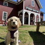 Pittsford Farms Dairy