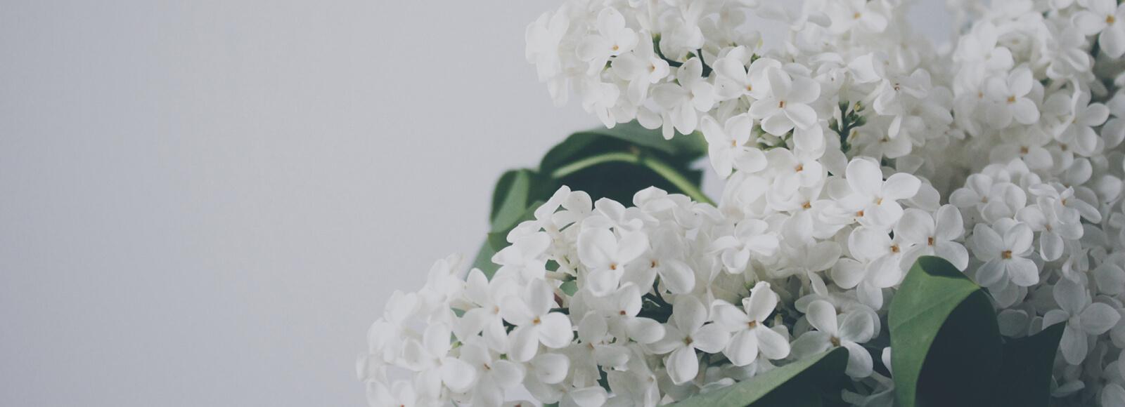 The Wedding Website of Brendan Gallagher and Jordana Lenz