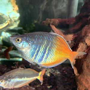 Chazs Fish Fund
