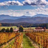 Blenheim Vineyards