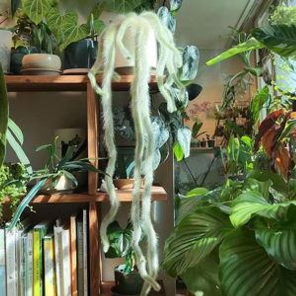 Grow Our Houseplant Collection
