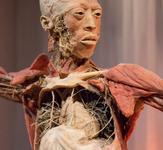 Bodies…The Exhibition