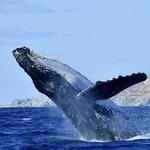 Activities in Cabo (Boat Cruises, Whale Watching, ATVs, Snorkeling etc.)