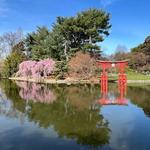 Brooklyn Botanic Garden