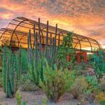 Desert Botanical Garden