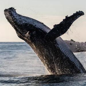 Azores Honeymoon: Whale Watching Tour