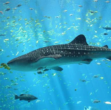 Swim with whale sharks off the Kenyan coast