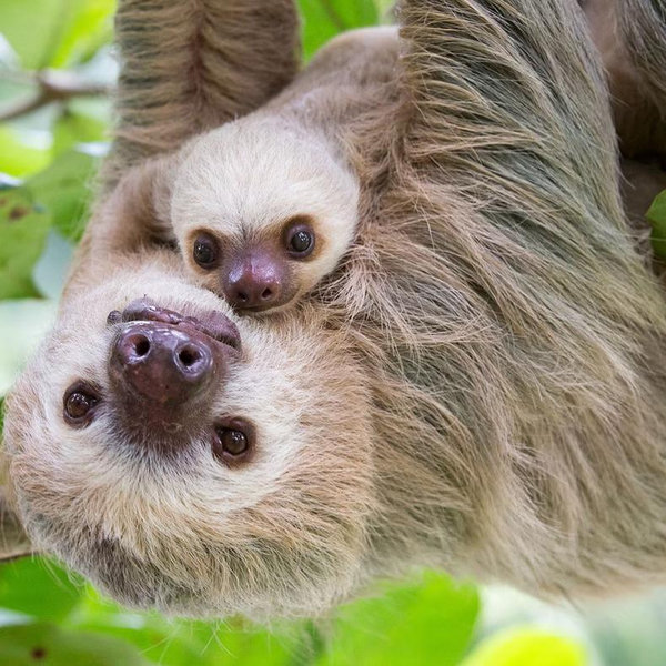 Sloth adventure Tour For Two