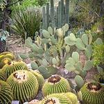 Tucson Botanical Gardens