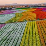 The Flower Fields
