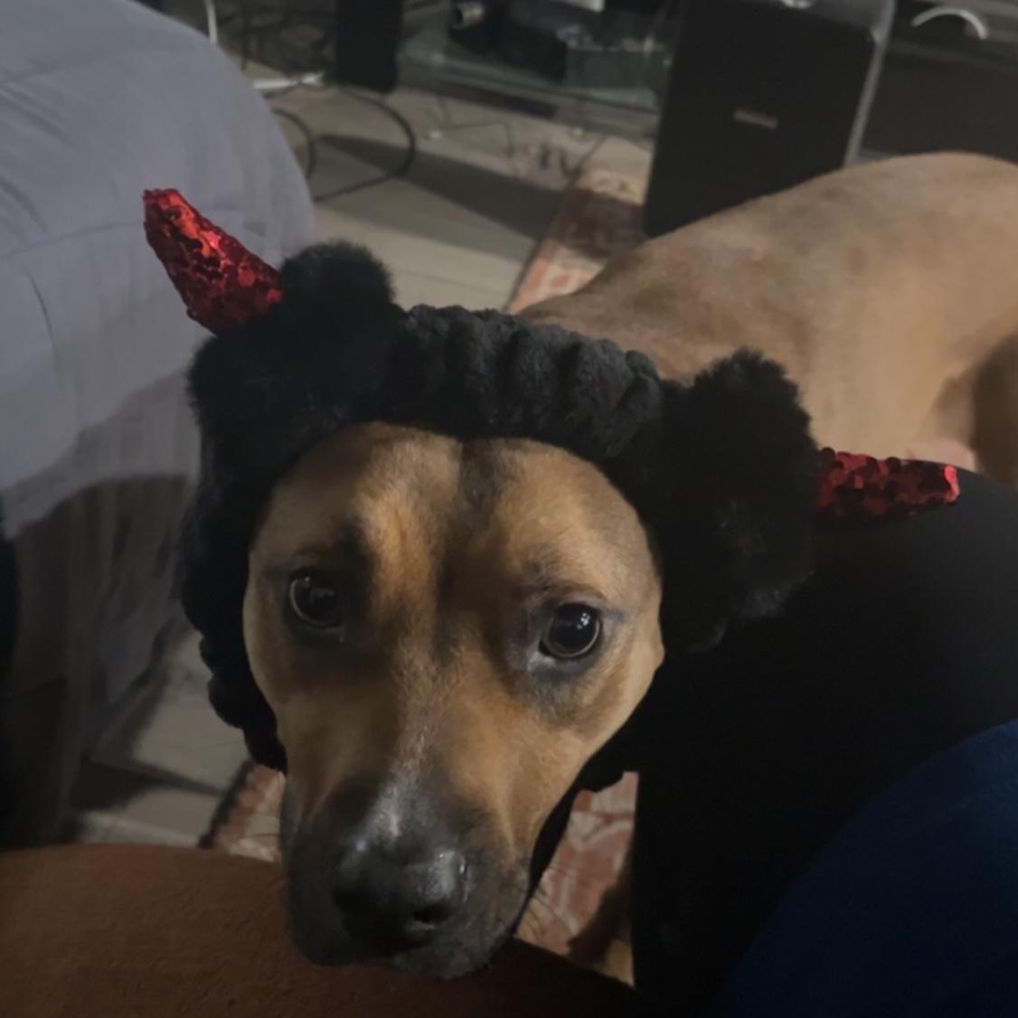 Devil dog!