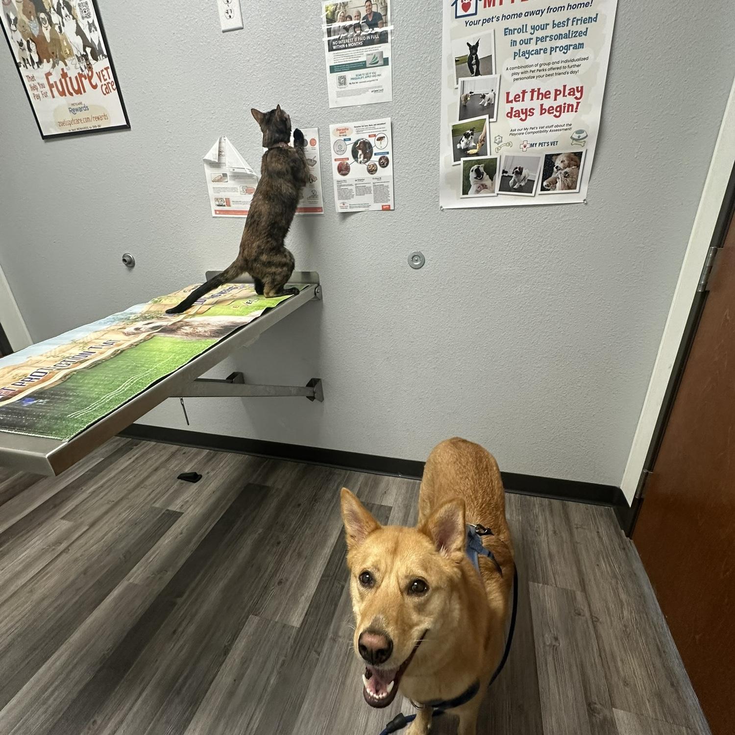 Our babies at the vet (Pepper is trying to escape, and Penny is distracted by a treat).