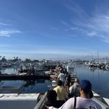 San Diego Whale Watch
